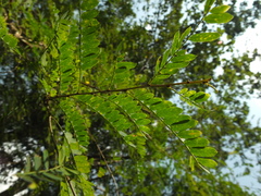 Phyllanthus polyphyllus