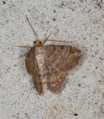 Macaria multilineata