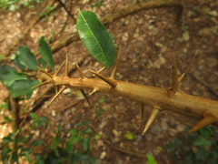 Maclura spinosa