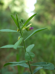 Polygala javana