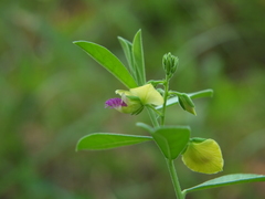 Polygala javana