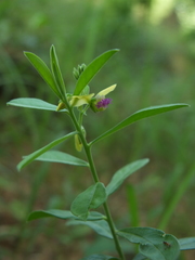 Polygala javana