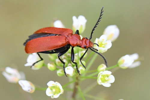 Pyrochroa serraticornis