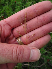 Piptatheropsis canadensis