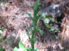 Platanthera brevifolia