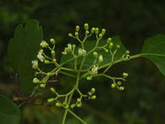 Premna latifolia