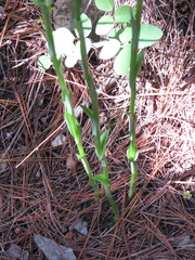Platanthera brevifolia
