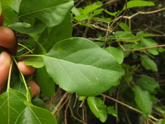 Premna latifolia