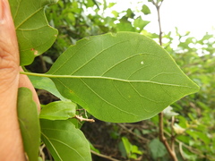 Premna latifolia