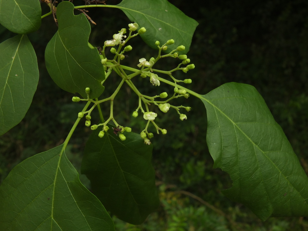 Premna coriacea (Premna coriacea)