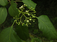 Premna latifolia