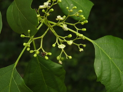 Premna latifolia
