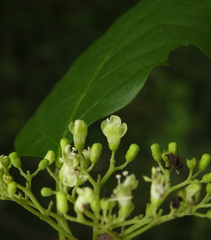 Premna latifolia