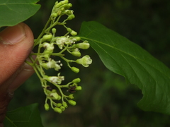 Premna latifolia