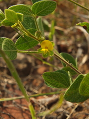 Rhynchosia rufescens