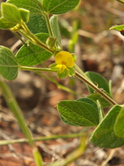 Rhynchosia rufescens