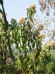 Koanophyllon albicaule