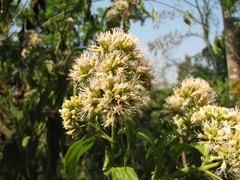 Koanophyllon albicaule