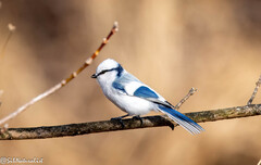 Azure Tit photo 3