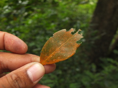 Suregada lanceolata