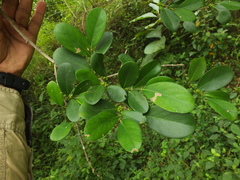 Suregada lanceolata