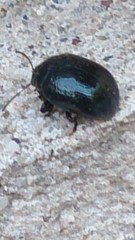 Chrysolina haemoptera