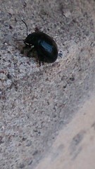 Chrysolina haemoptera