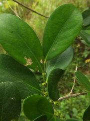 Suregada lanceolata