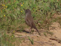 Cercotrichas coryphoeus cinerea
