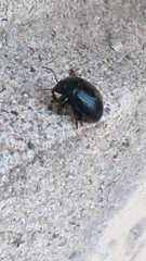 Chrysolina haemoptera