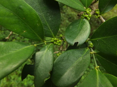 Suregada lanceolata