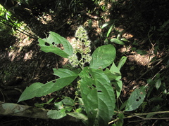 Koanophyllon galeanum