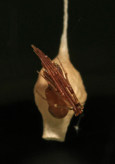 Neospintharus trigonum