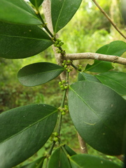 Suregada lanceolata