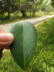Suregada lanceolata