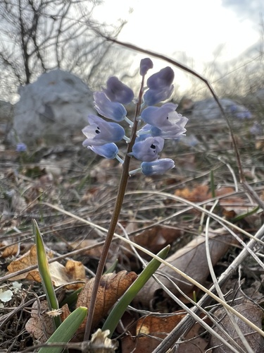 Dalmatian Hyacinthella (Hyacinthella dalmatica)