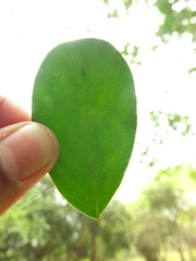 Suregada lanceolata