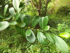 Suregada lanceolata