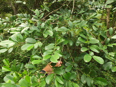 Suregada lanceolata