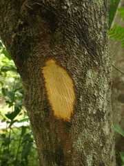 Suregada lanceolata