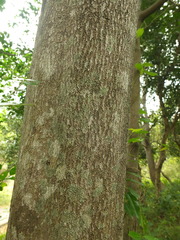 Suregada lanceolata