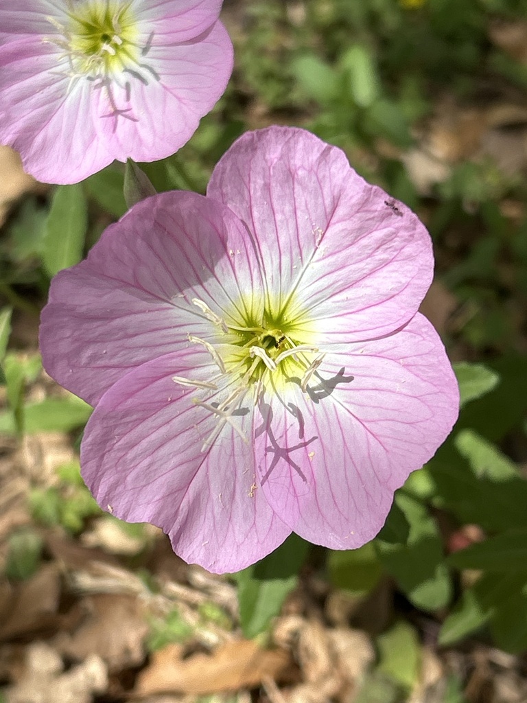 evening primroses, sundrops, and beeblossoms