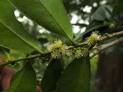 Suregada lanceolata