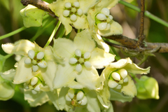 Funastrum pannosum