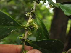 Suregada lanceolata