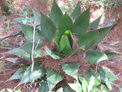 Agave obscura