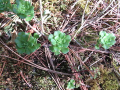 Sedum retusum