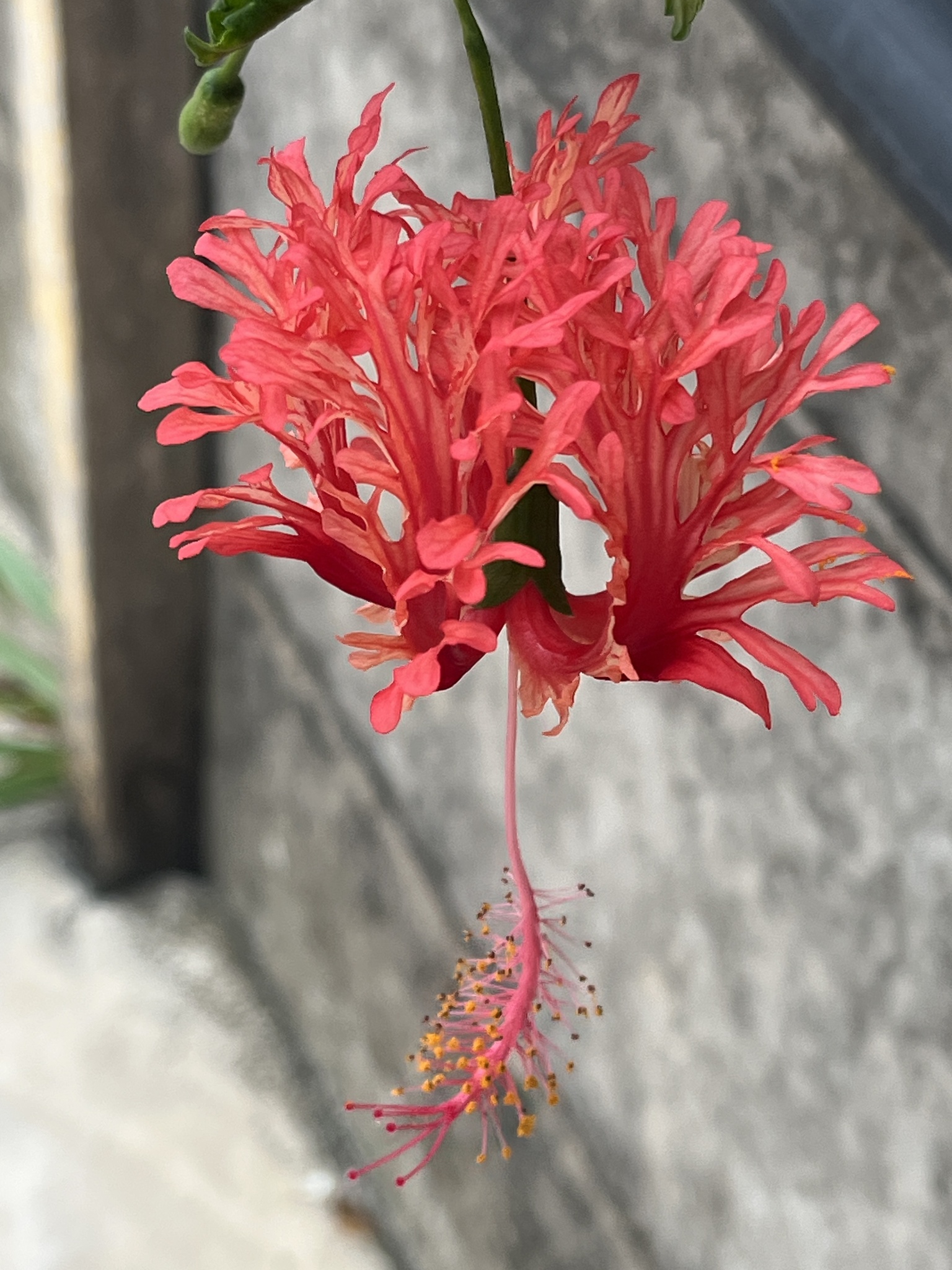 Hibiscus schizopetalus