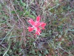 Castilleja scorzonerifolia