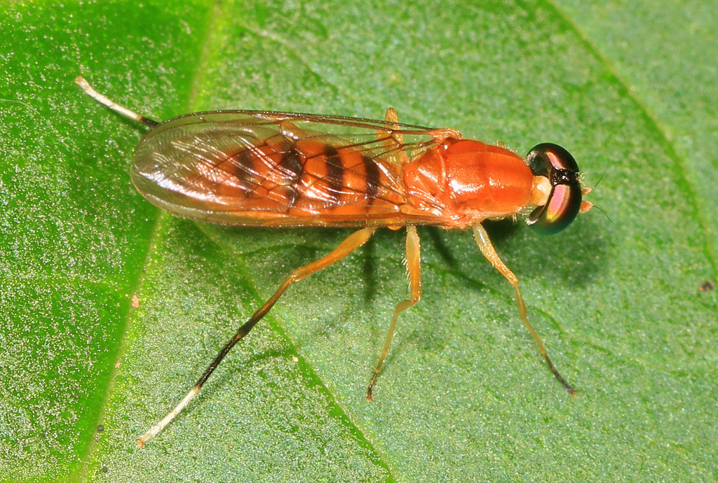 Ptecticus sackenii